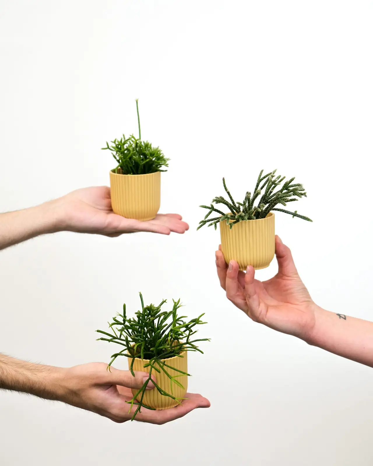 ardisia crenata pot moving hands
