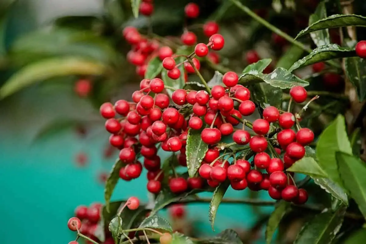 ardisia crenata flower pollination brush