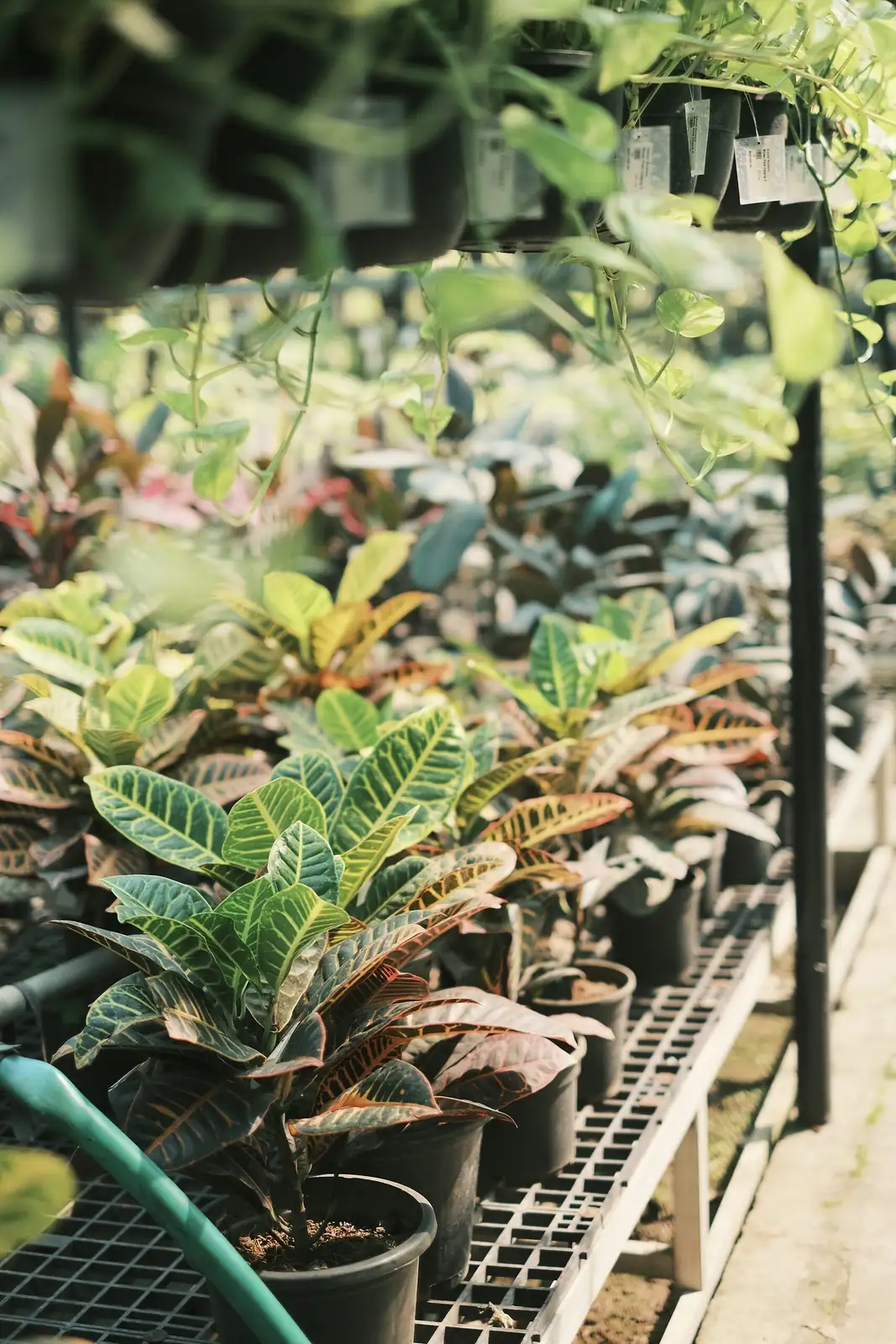 ardisia crenata nursery plant selection