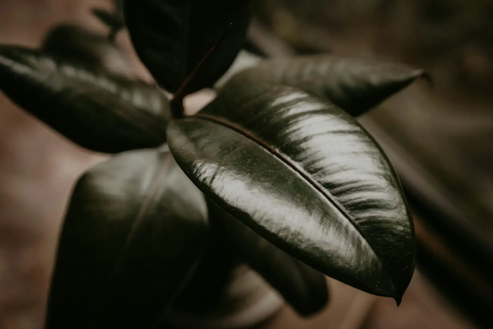 ardisia crenata leaf close-up