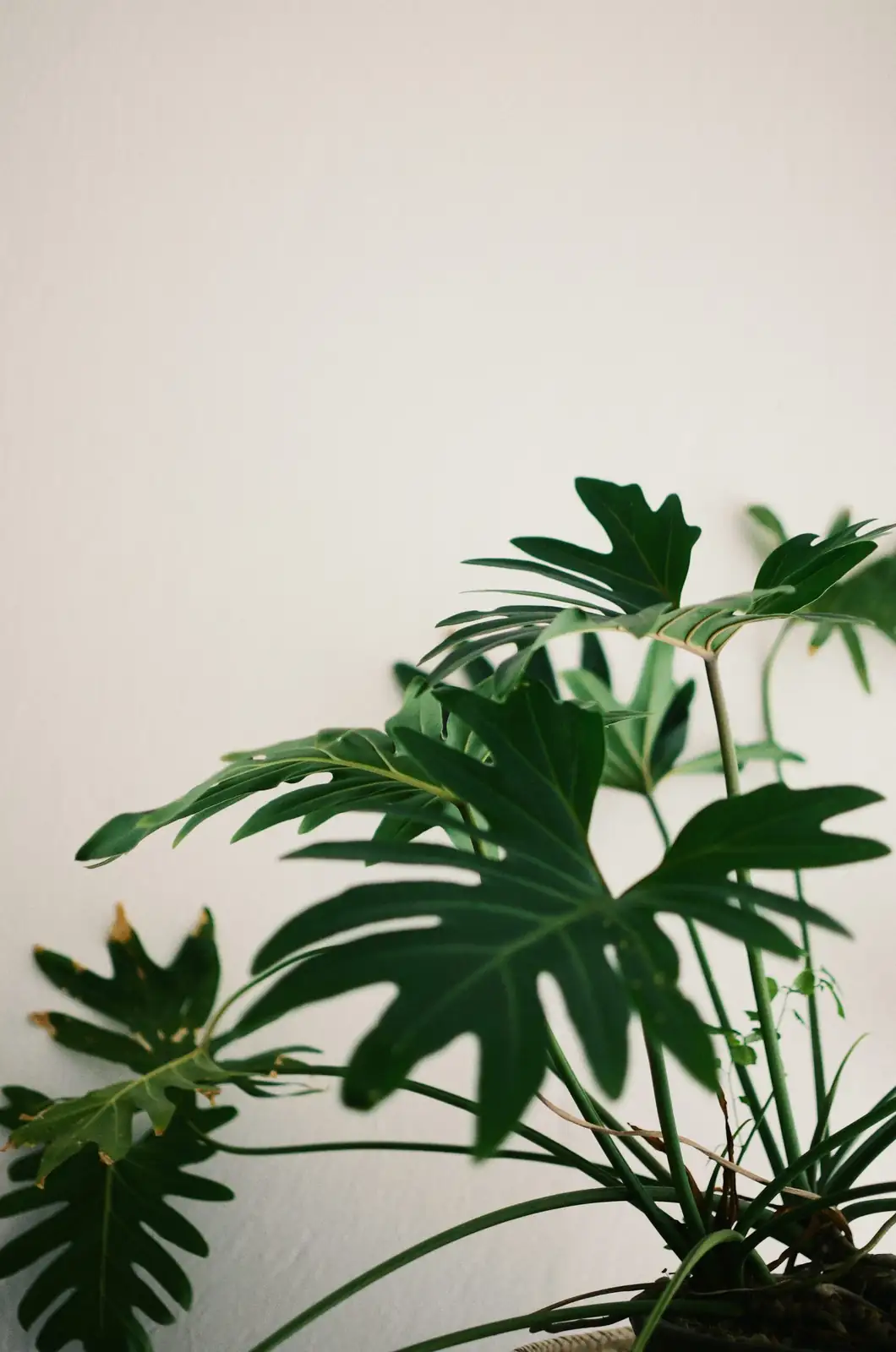 ardisia crenata poinsettia dusty miller ivy mantel