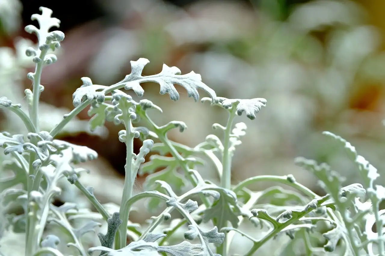 ardisia crenata cyclamen dusty miller window