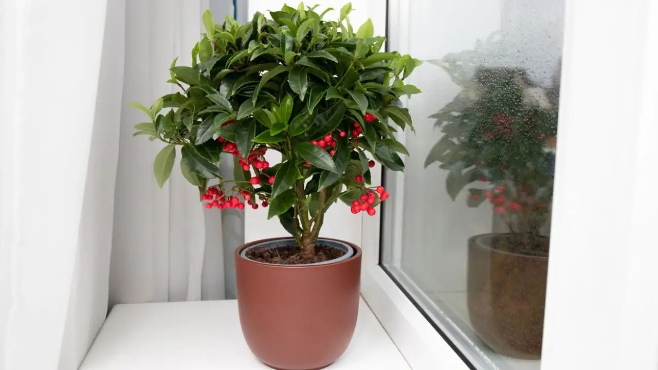 ardisia crenata stem cuttings preparation