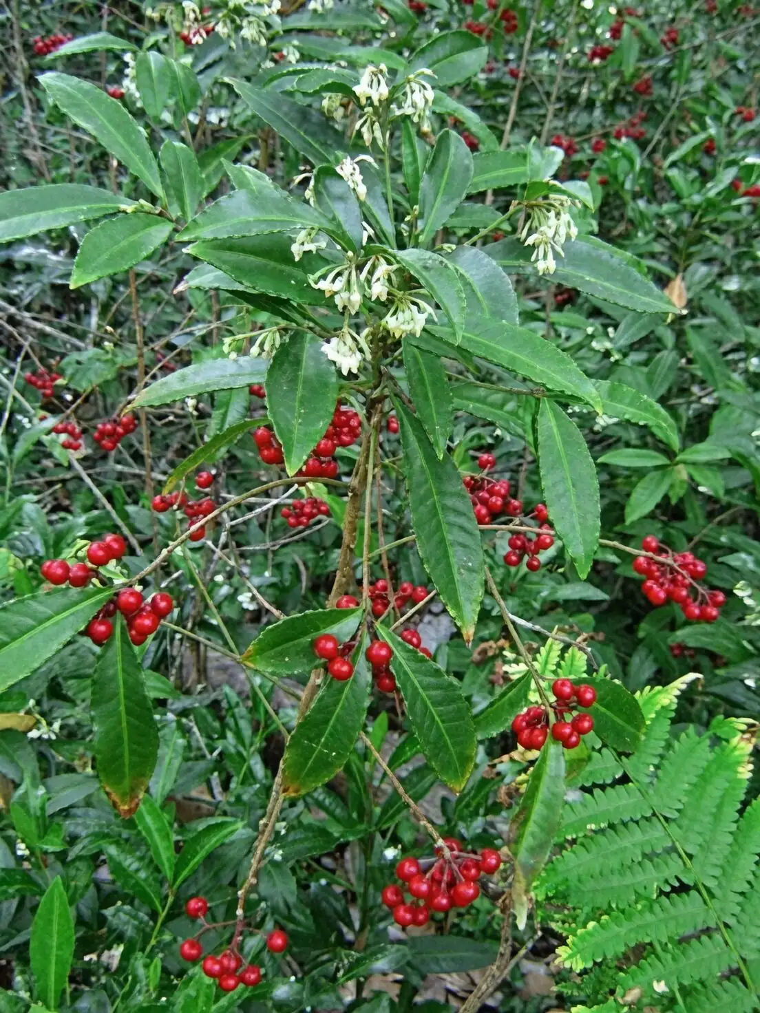 ardisia crenata hand pollination brush