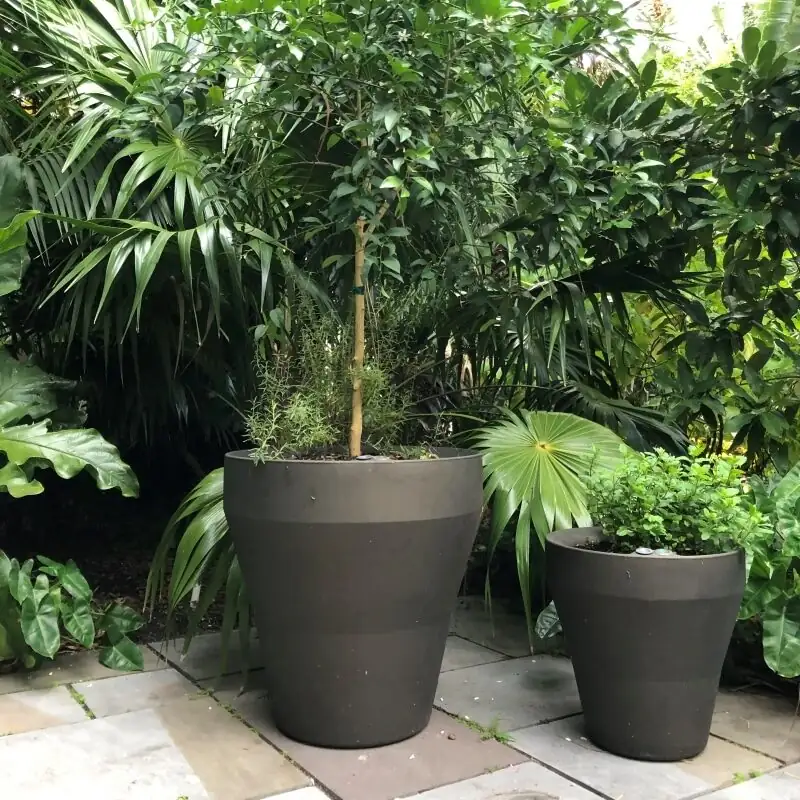 ardisia watering along pot rim