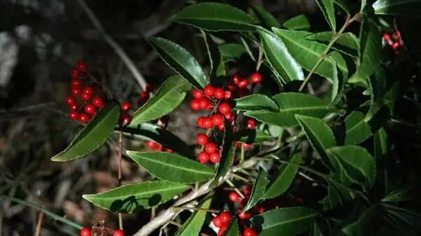 ardisia crenata leaf berries close-up