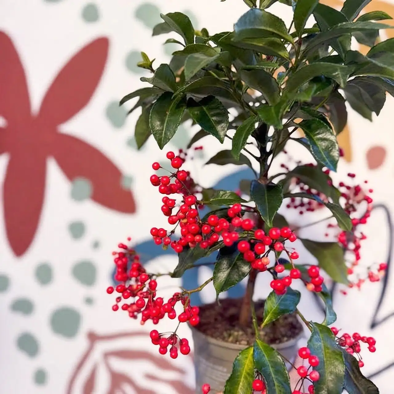 ardisia crenata berry clusters close-up