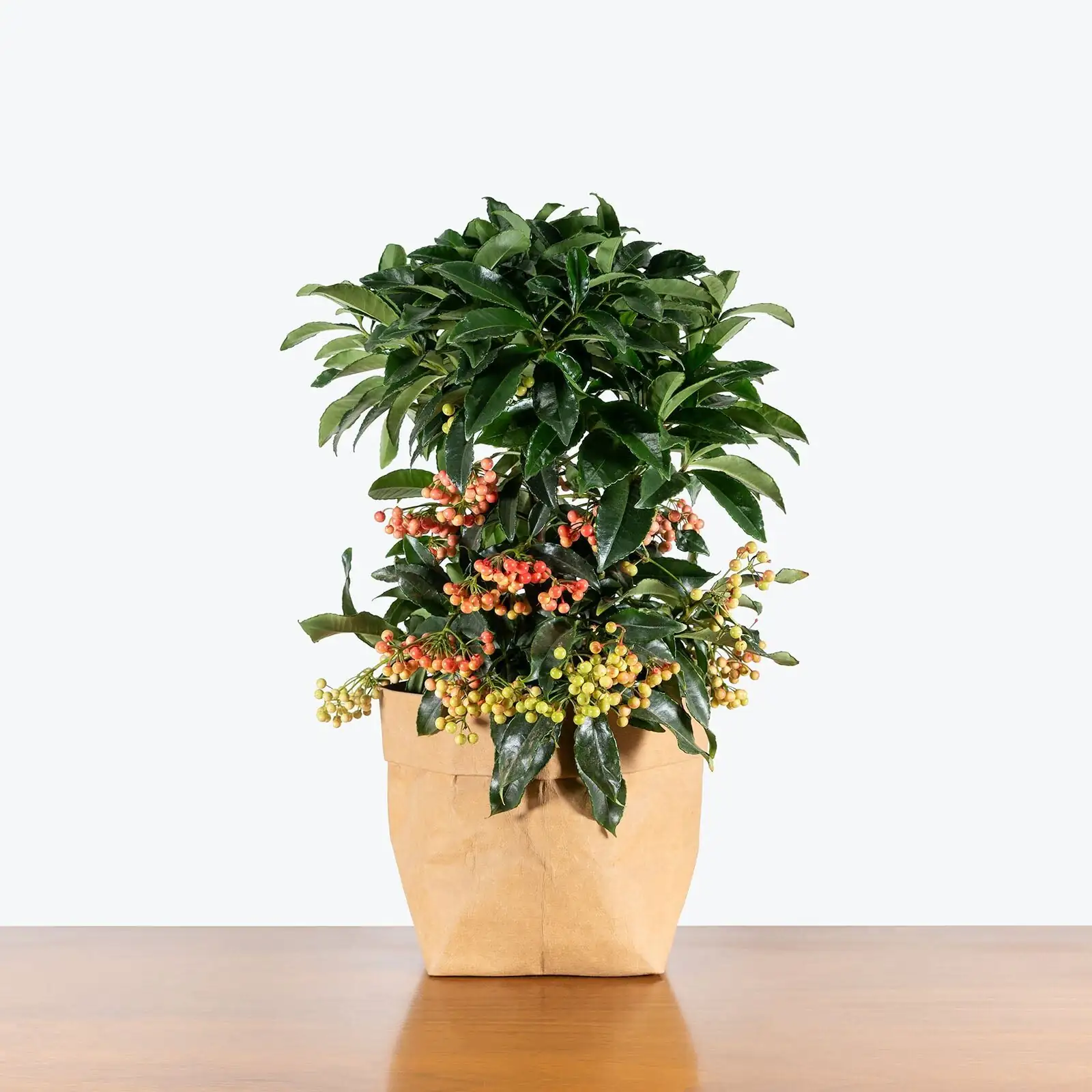 ardisia crenata pebble tray fan