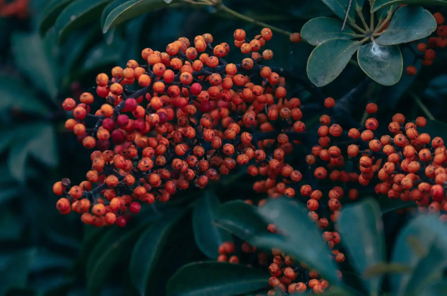 ardisia crenata fruit pedicel close-up