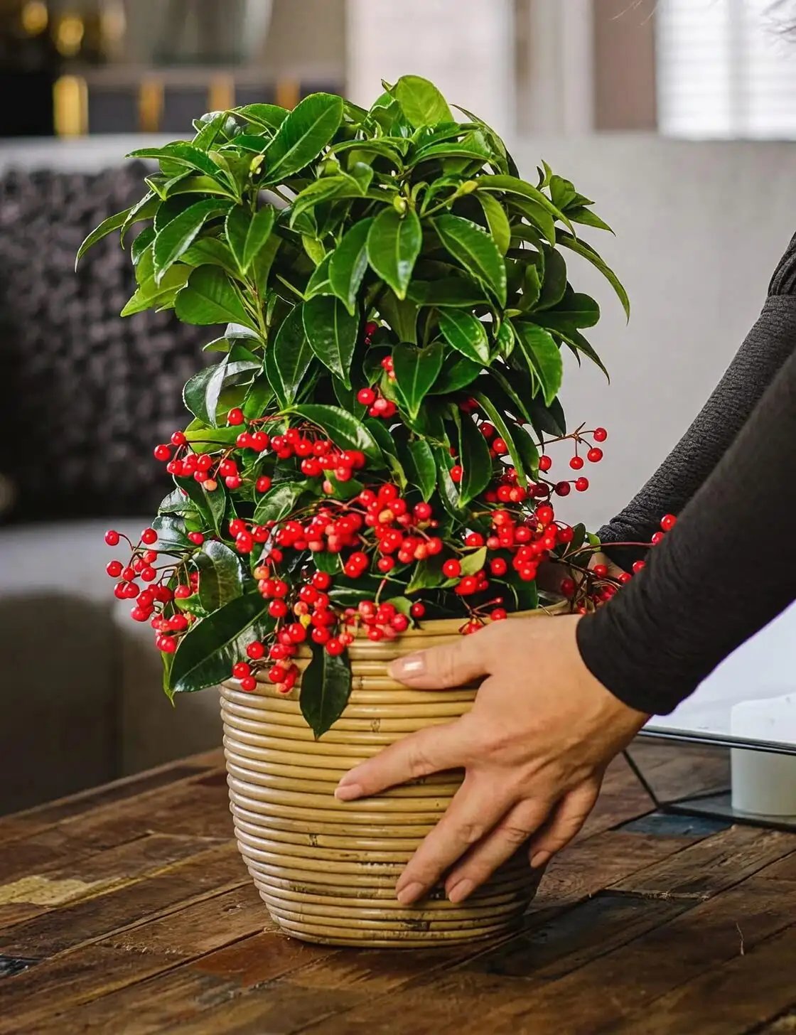 ardisia crenata moving pot hands