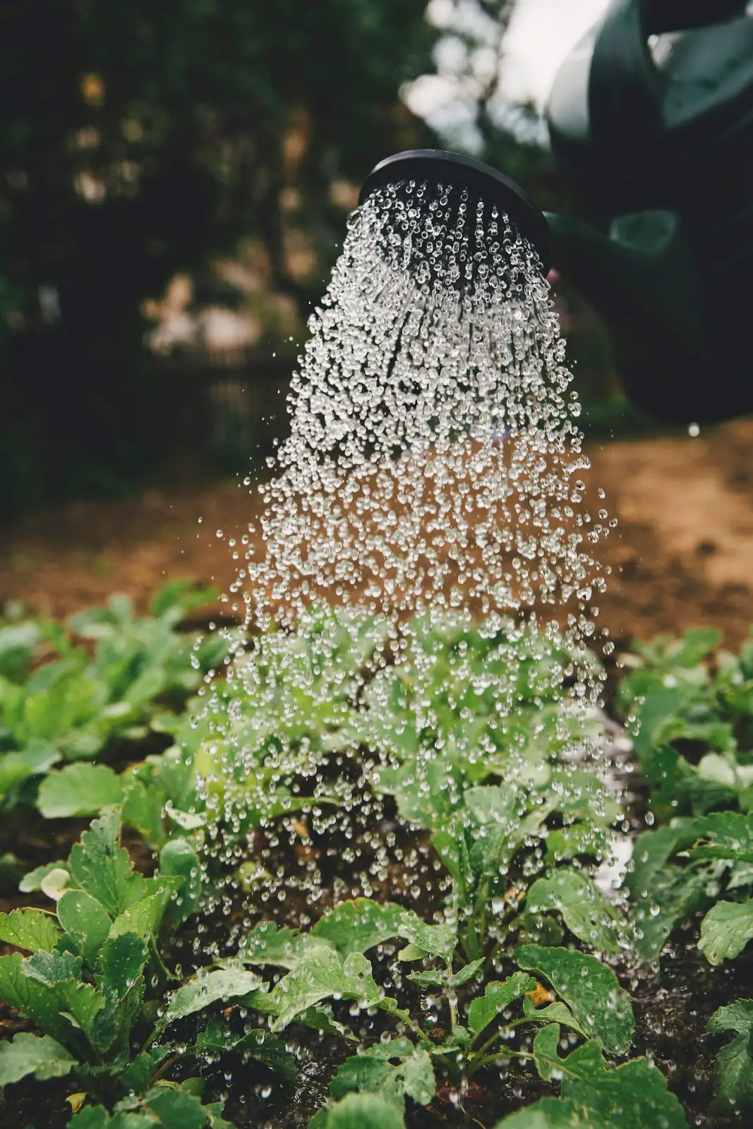 ardisia crenata watering soil edge