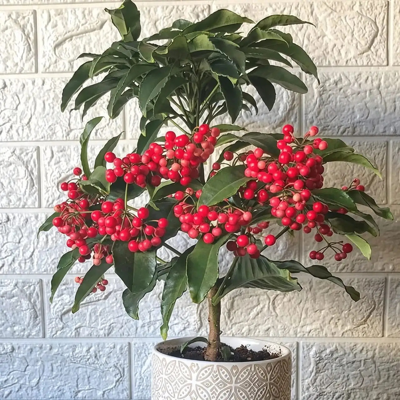 ardisia crenata repotting hands