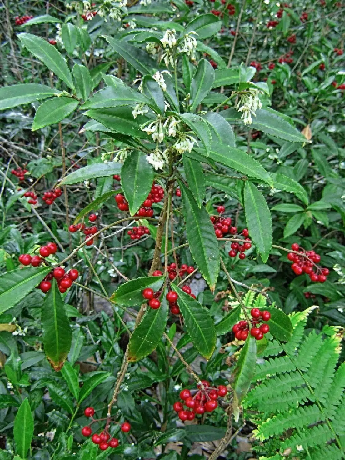 ardisia crenata hand pollination brush