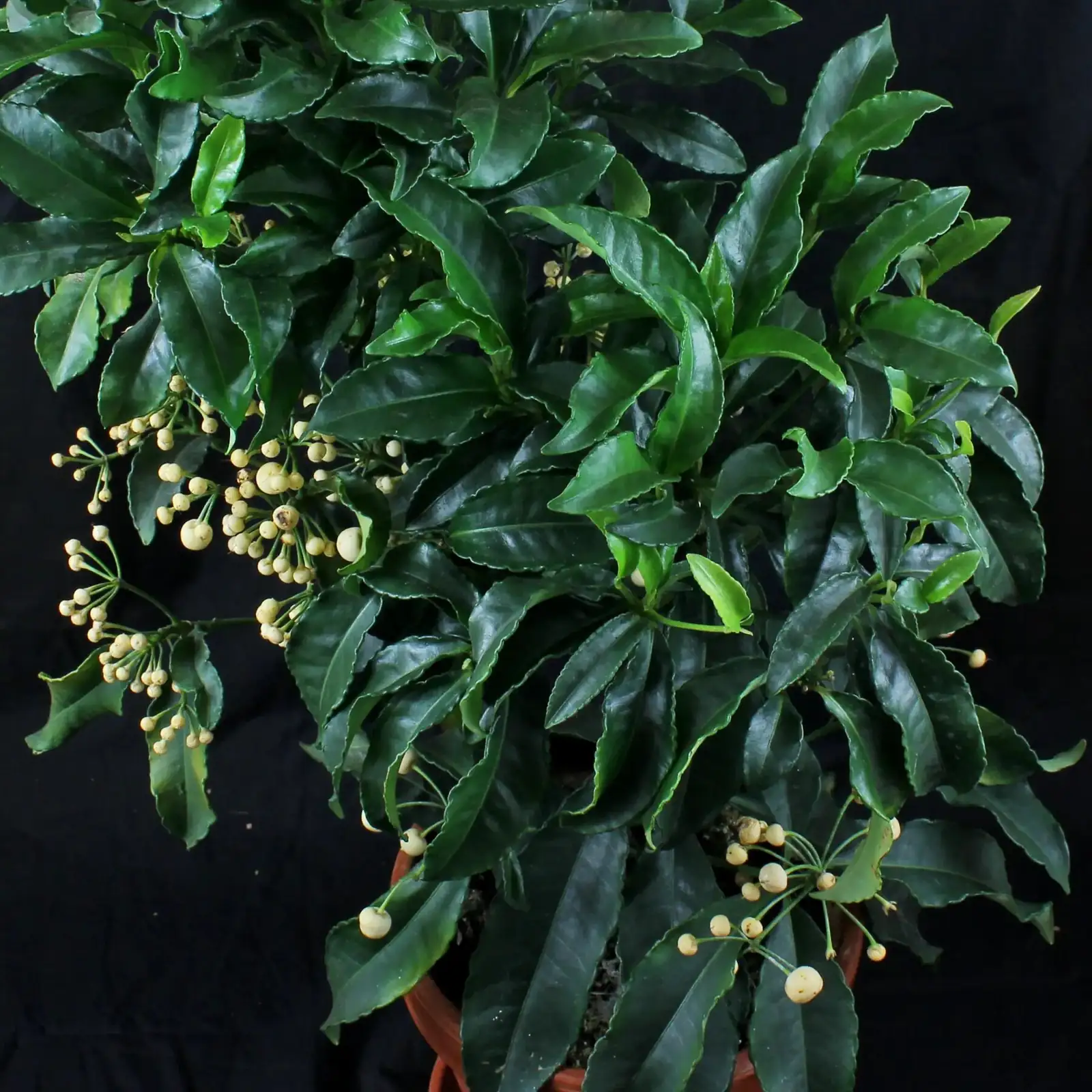 ardisia crenata bright window berries