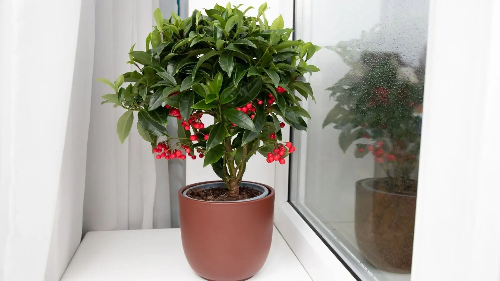ardisia crenata windowsill winter