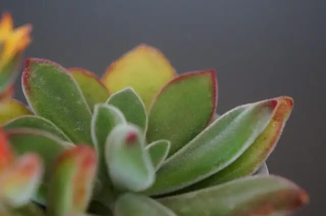 echeveria leaf farina close-up