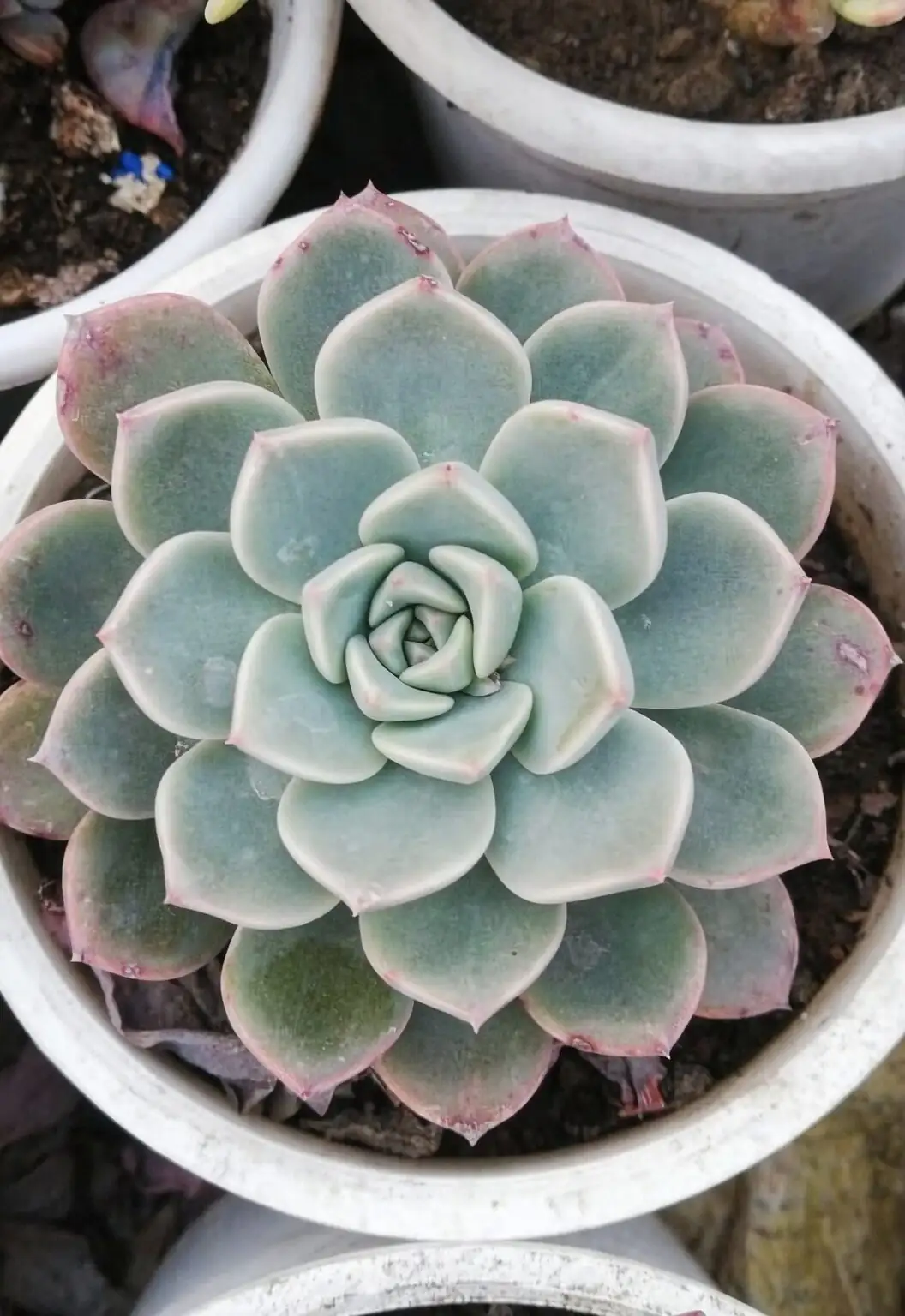 它为何长得像一朵石雕莲？追溯石莲花的墨西哥高原身世与Echeveria命名秘闻