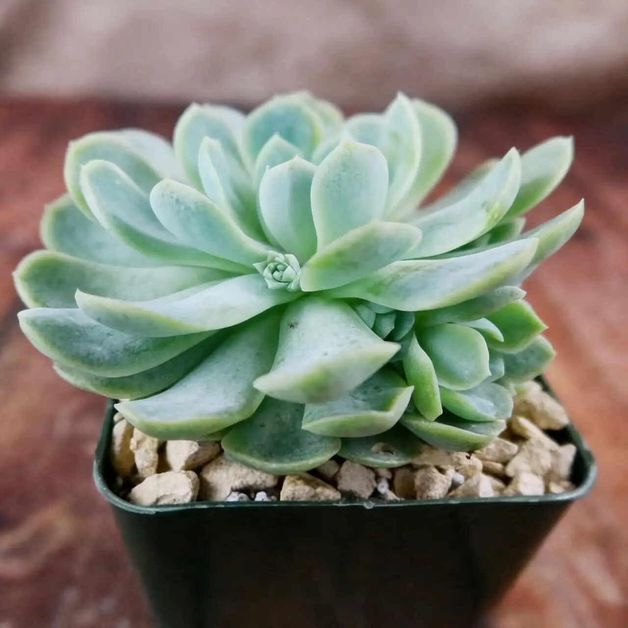 echeveria elegans leaf powder close-up