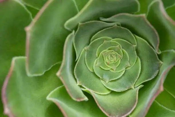 echeveria leaf fingerprint close-up