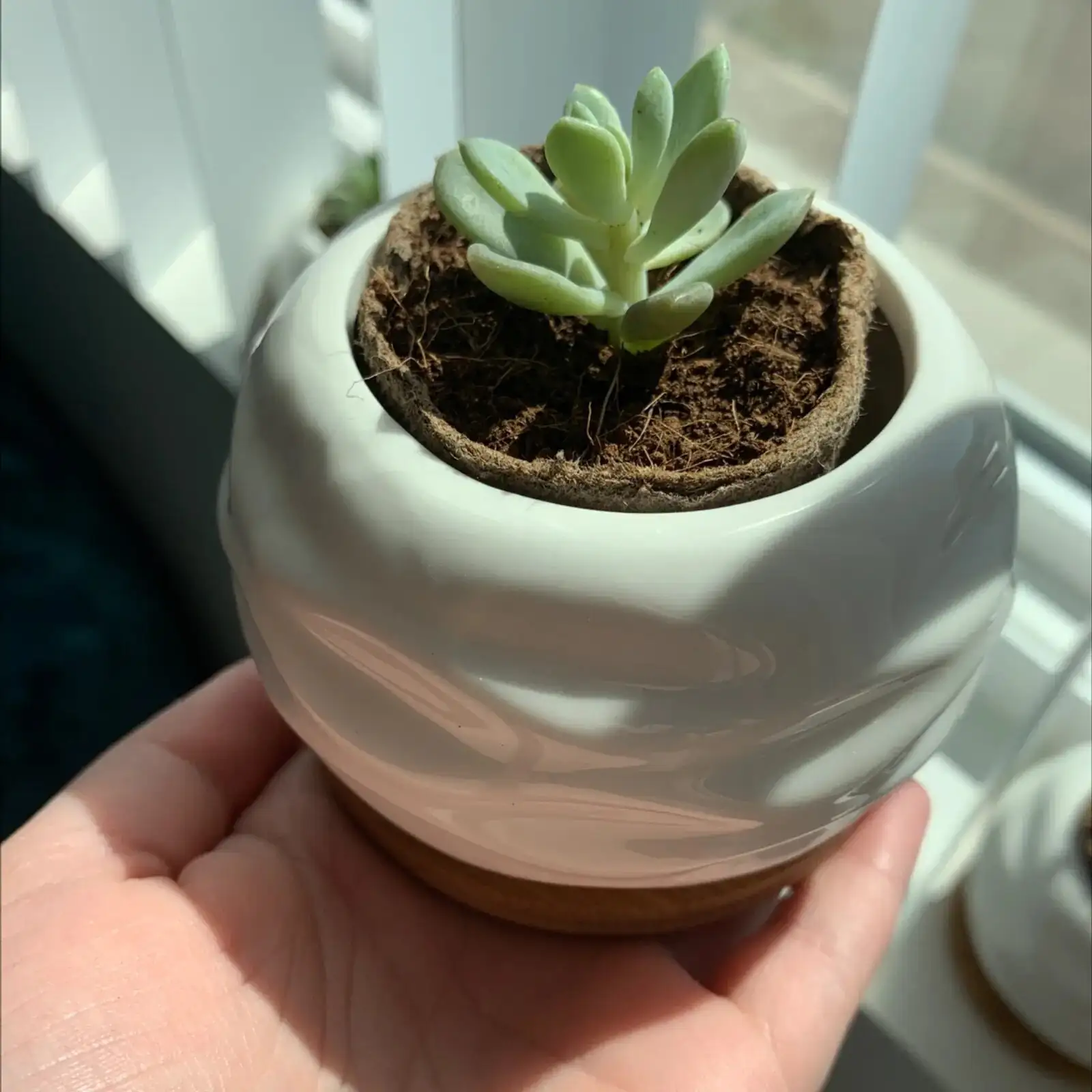 echeveria watering soil only