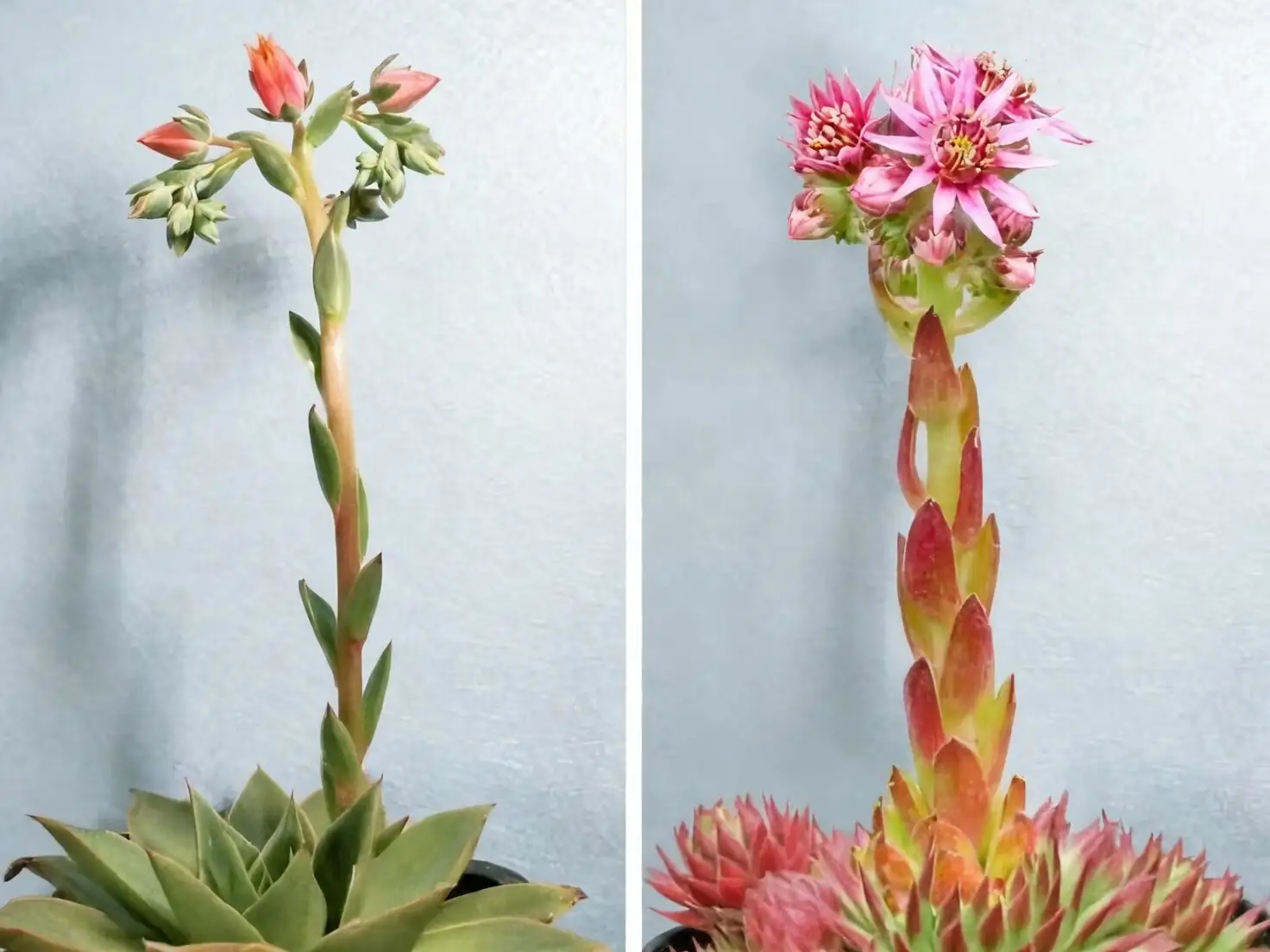 echeveria flower stalk bloom