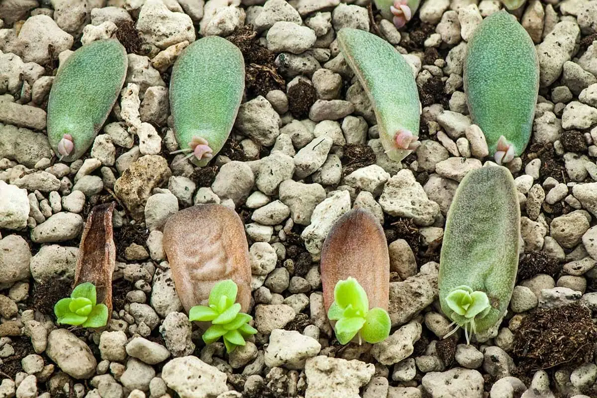 echeveria leaf cuttings rooting