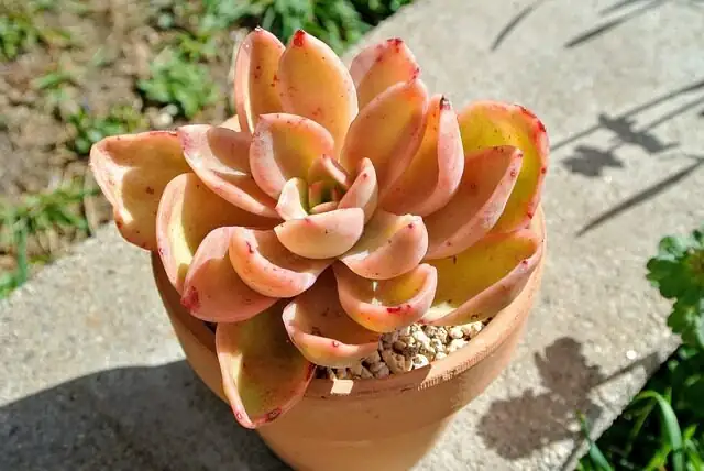 echeveria watering can soil close-up