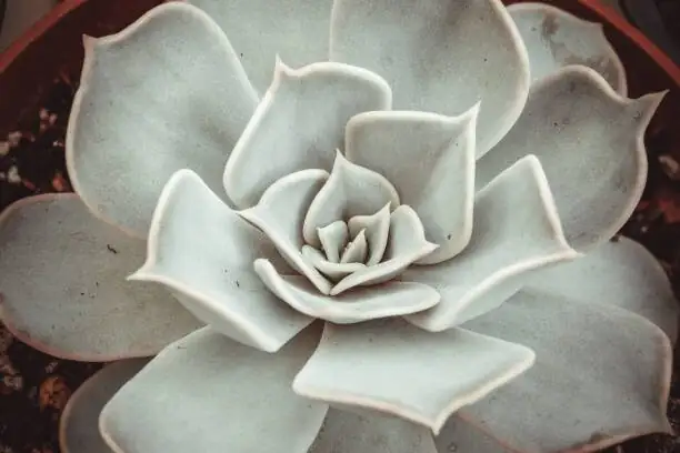 echeveria shelf with oscillating fan