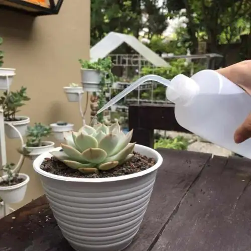 echeveria watering along pot rim