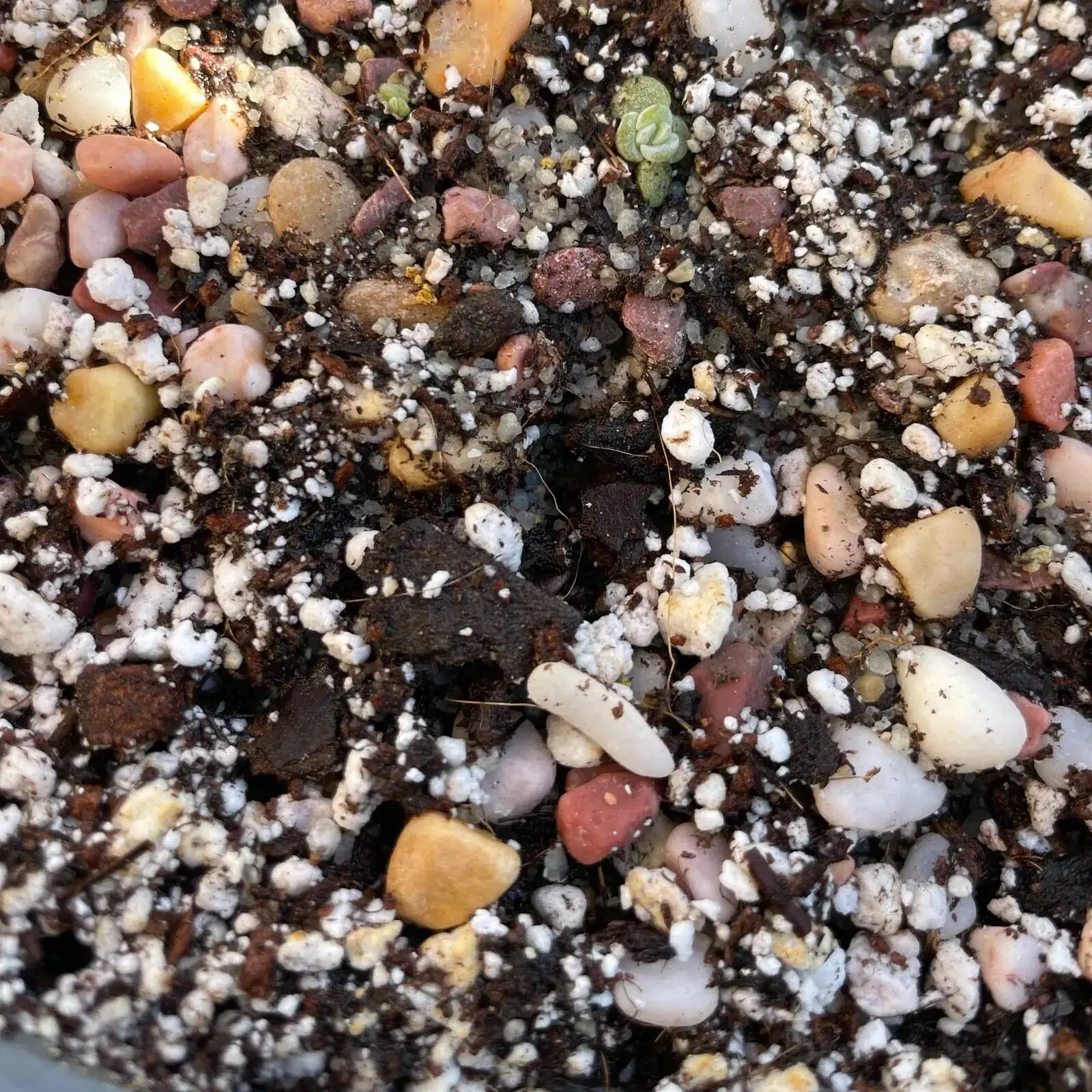 echeveria gritty soil mix close up