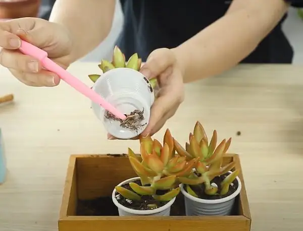echeveria repotting roots trimming