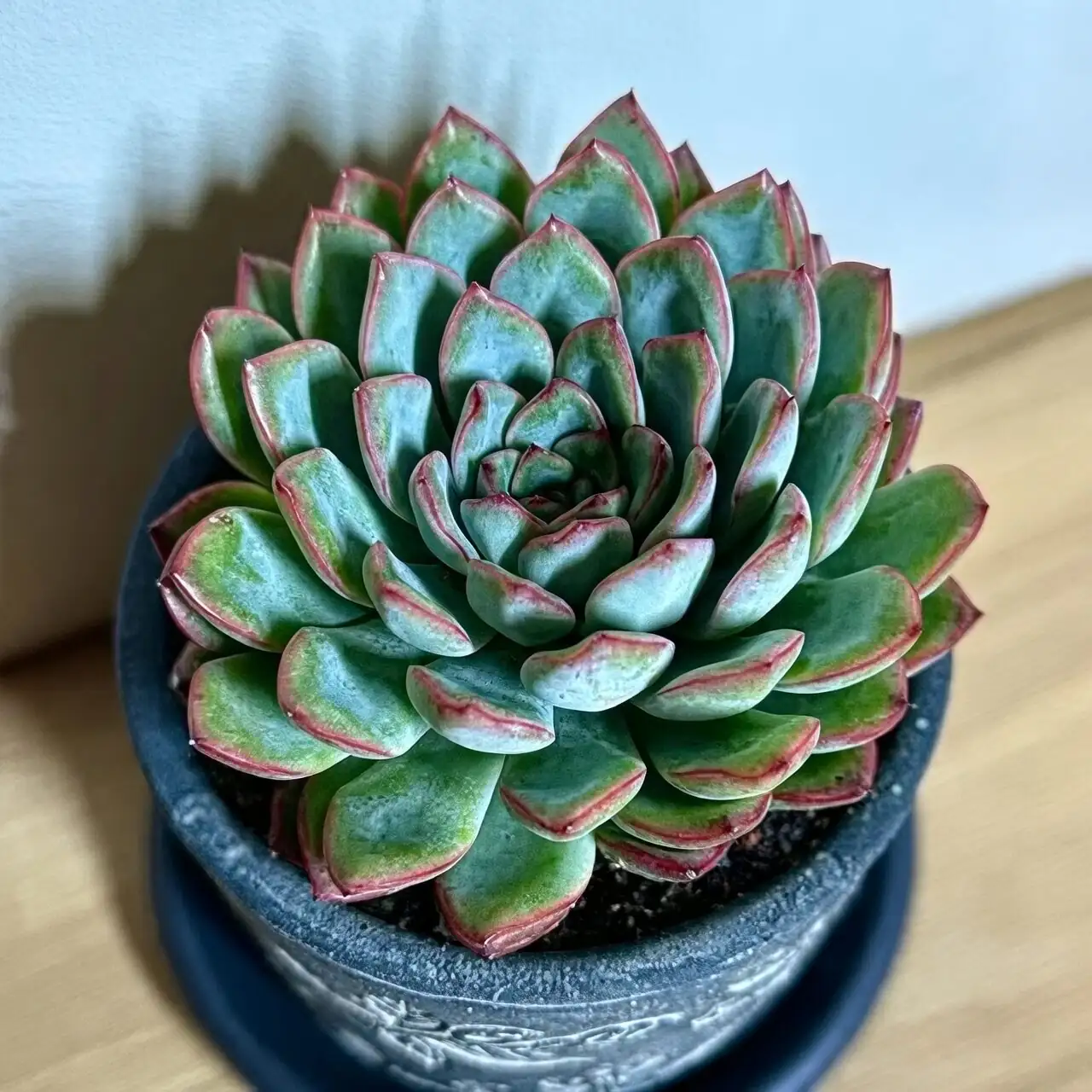 echeveria watering soil edge hand
