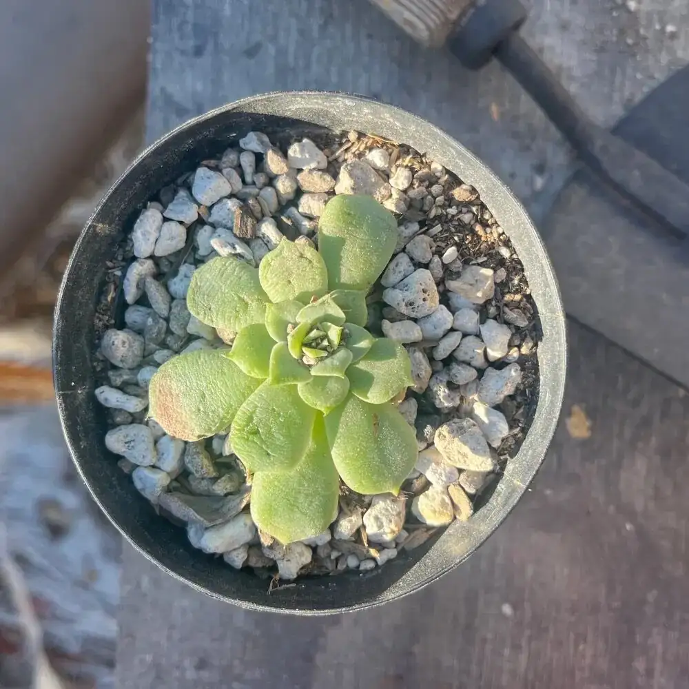 echeveria roots rinsing hands