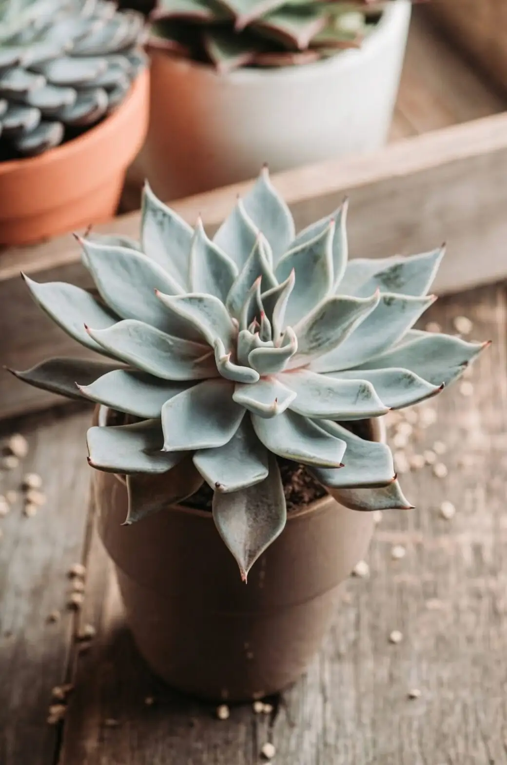 echeveria dish garden cool tones