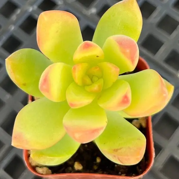 echeveria with golden sedum planter