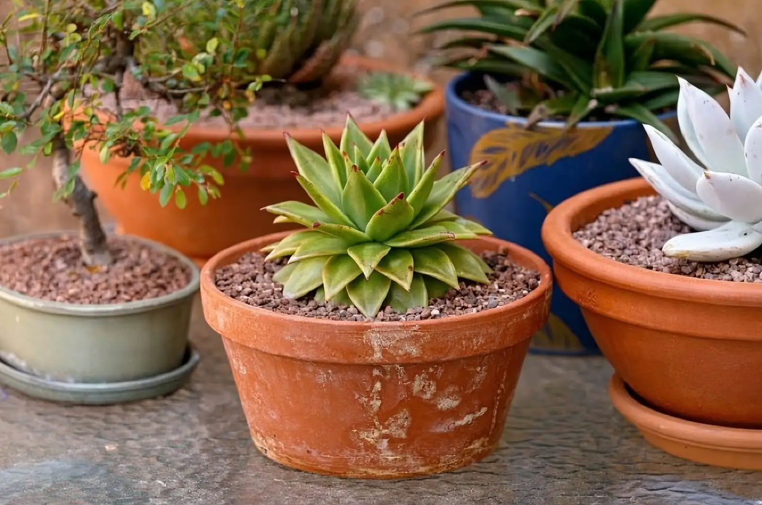 echeveria potting shallow bowl hands