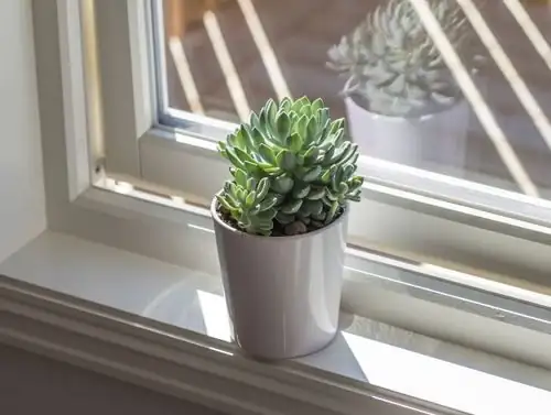 echeveria south window sunlight