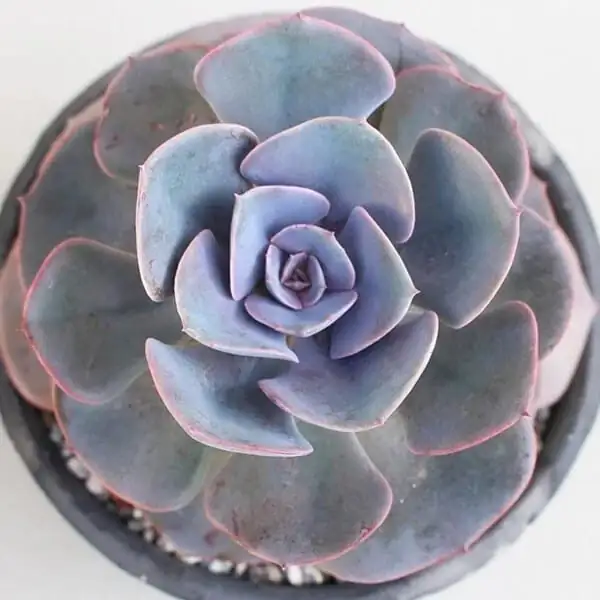 echeveria flattened rosette low light