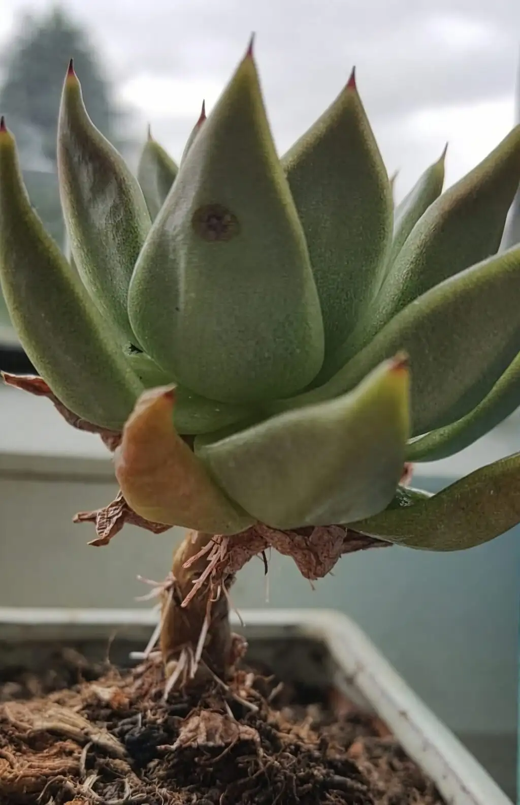 echeveria leggy long stem