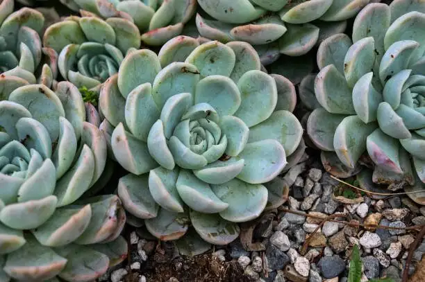 echeveria stem base black rot