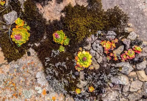 echeveria rocky slope mexico