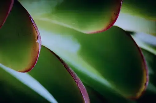 echeveria leaf farina close up