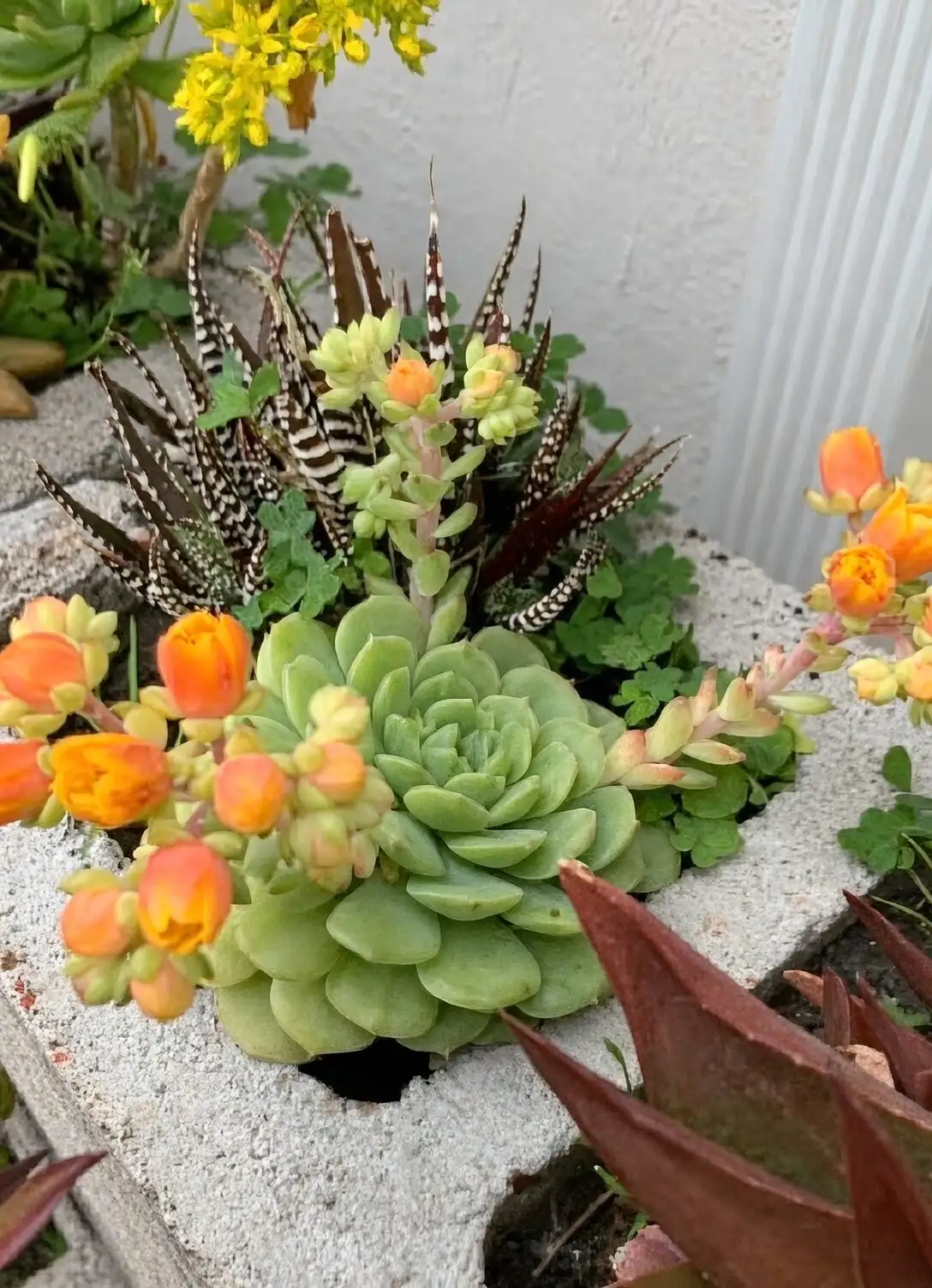 echeveria flower stalk red yellow