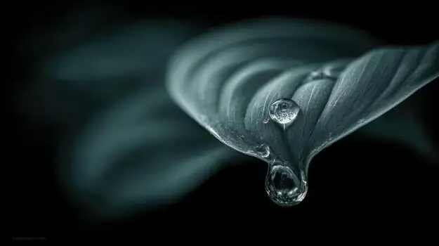 echeveria leaf water droplets