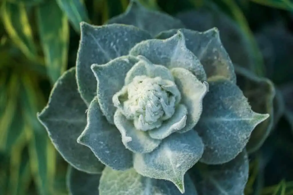 echeveria mealybugs close-up