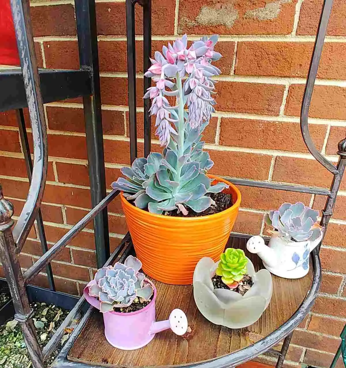 echeveria bloom stalk red flowers