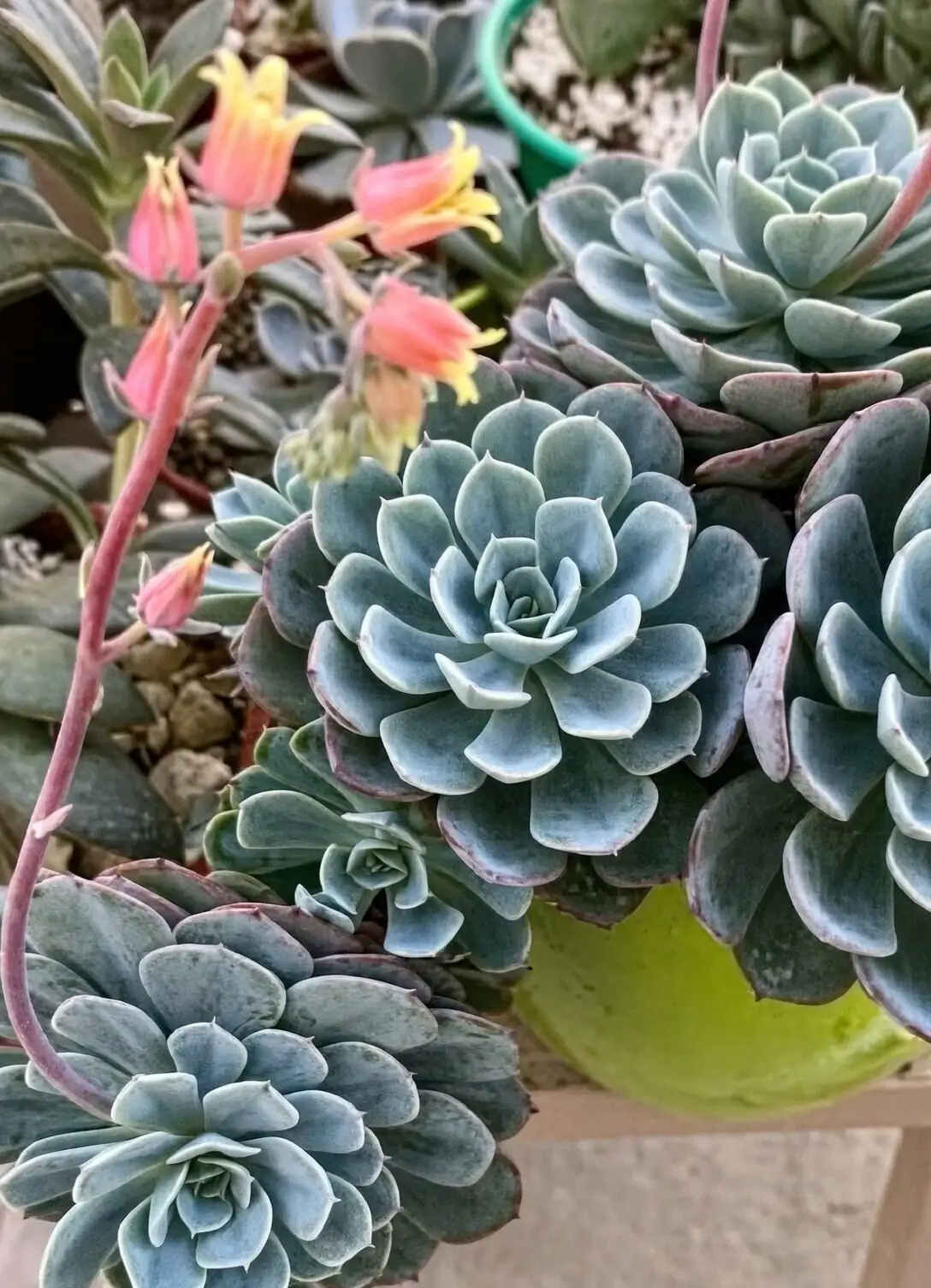 echeveria elegans flowering stalk red yellow