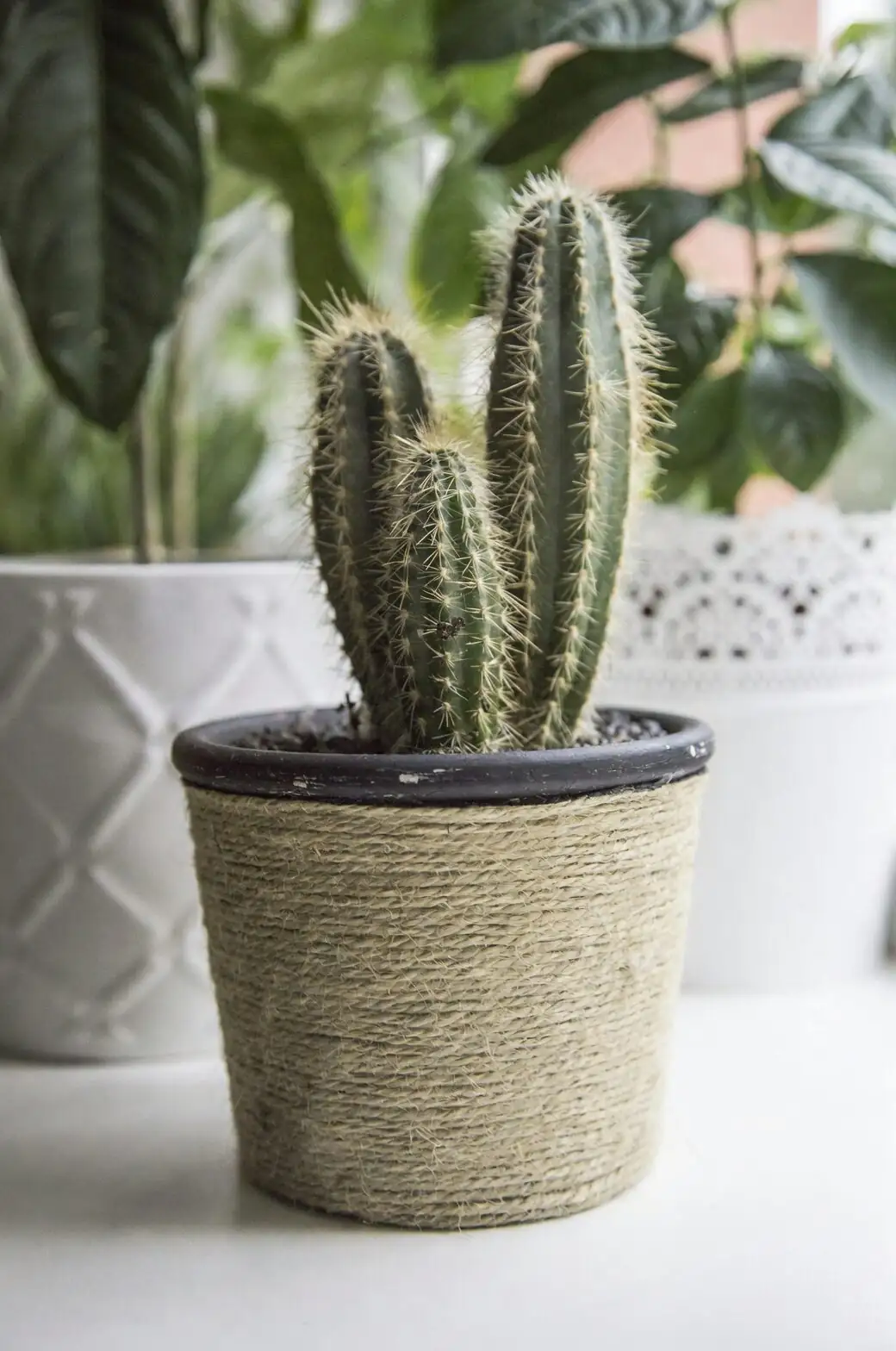 echeveria elegans gift wrapped pot