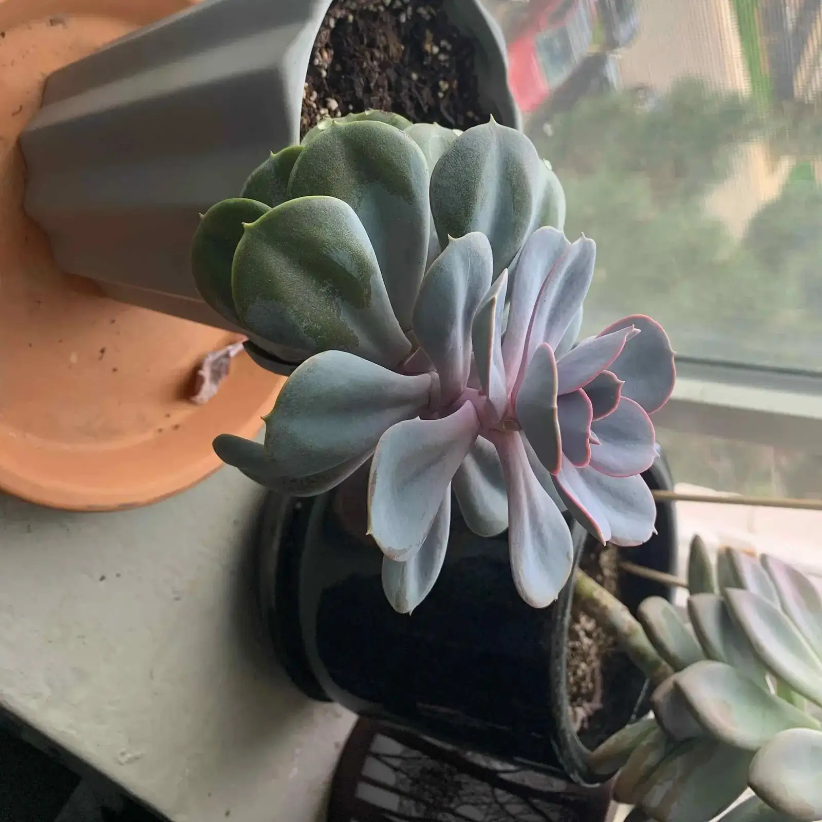echeveria elegans windowsill morning light