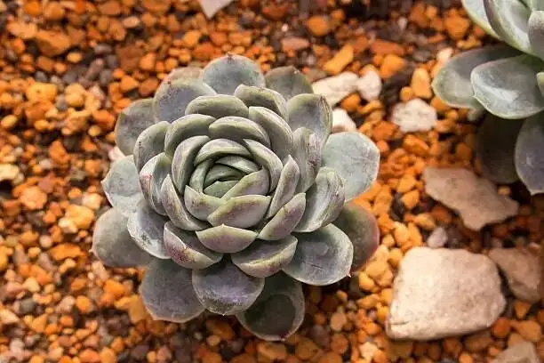 echeveria elegans watering avoid crown